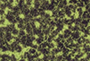 Chemotaxis Assays